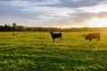 Diary cows grazing on idyllic valley at sunset Royalty Free Stock Photo