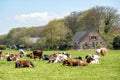 Diary cows ruminating on pasture in polder between \'s-Graveland and Hilversum, Netherlands Royalty Free Stock Photo