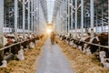 Diary thoroughbred cows in modern free livestock stall Royalty Free Stock Photo