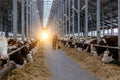 Diary thoroughbred cows in modern free livestock stall Royalty Free Stock Photo