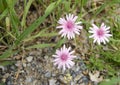 Diasies at the garden. Wild plants and flowers. Natural backgrounds Royalty Free Stock Photo