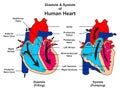 Diastole and systole of human heart anatomy