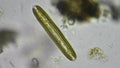 Diatom alga