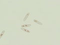 Diatom algae under microscopic view Royalty Free Stock Photo