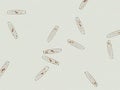 Diatom algae under microscopic view Royalty Free Stock Photo