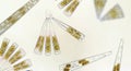 Diatoms, algae under microscopic view, phytoplankton, fossils, silica, golden yellow algae Royalty Free Stock Photo