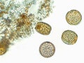 Diatoms, algae under microscopic view, phytoplankton, fossils, silica, golden yellow algae Royalty Free Stock Photo