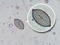 Diatoms, algae under microscopic view, phytoplankton, fossils, silica, golden yellow algae Royalty Free Stock Photo