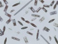 Diatoms, algae under microscopic view, phytoplankton, fossils, silica, golden yellow algae Royalty Free Stock Photo