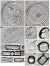 Diatoms - Cyclotella and Aulacoseira spp.