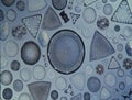 Diatoms from the sea Royalty Free Stock Photo