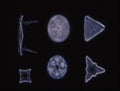 Diatoms from the sea Royalty Free Stock Photo