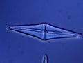 Diatoms from the sea Royalty Free Stock Photo