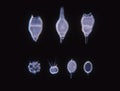 Diatoms from the sea under the microscope Royalty Free Stock Photo