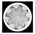 Diatoms, vintage engraving Royalty Free Stock Photo