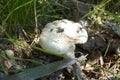 Dible mushrooms are growing in the forest. Royalty Free Stock Photo