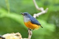 Dicaeum trigonostigma, Male of Orange-bellied flowerpecker colorful yellow to orange with grey head bird perching on tree branch