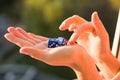 Dice in the female hand, sunset background. Gambling devices. Royalty Free Stock Photo