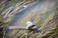 Dice snake appeared from the depths of the lake