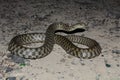 Dice snake (Natrix tassellata)