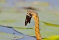 The dice snake Natrix tessellata caught a fish and eat it Royalty Free Stock Photo