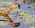 The dice snake Natrix tessellata caught a fish and eat it Royalty Free Stock Photo