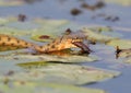 The dice snake Natrix tessellata caught a fish and eat it Royalty Free Stock Photo