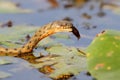 The dice snake Natrix tessellata caught a fish and eat it Royalty Free Stock Photo