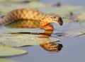 The dice snake Natrix tessellata caught a fish and eat it Royalty Free Stock Photo