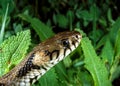 The dice snake (Natrix tessellata), close-up of a water snake\'s head Royalty Free Stock Photo