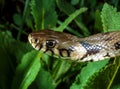 The dice snake (Natrix tessellata), close-up of a water snake\'s head Royalty Free Stock Photo