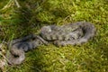 Dice snake Natrix tessellata in Czech Republic