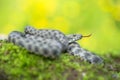 Dice snake Natrix tessellata in Czech Republic