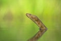 Dice snake Natrix tessellata in Czech Republic