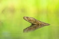 Dice snake Natrix tessellata in Czech Republic