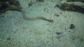 The dice snake Natrix tessellata hunts fish underwater. European nonvenomous snake belonging to the family Colubridae