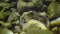 The dice snake Natrix tessellata hunts fish underwater. European nonvenomous snake belonging to the family Colubridae, subfamily