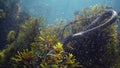 The dice snake Natrix tessellata hunts fish underwater. European nonvenomous snake belonging to the family Colubridae, subfamily