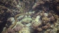 The dice snake Natrix tessellata hunts fish underwater. European nonvenomous snake belonging to the family Colubridae, subfamily