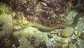 The dice snake Natrix tessellata hunts fish underwater. European nonvenomous snake belonging to the family Colubridae, subfamily