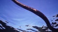 The dice snake Natrix tessellata hunts fish underwater. European nonvenomous snake belonging to the family Colubridae, subfamily