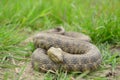 Dice snake (Natrix tessellata)