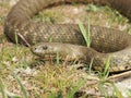 Dice snake Natrix tessellata