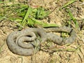 Natrix tessellata - Dice snake -