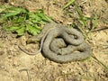 Natrix tessellata - Dice snake - Royalty Free Stock Photo