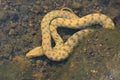 Dice snake - Natrix tessellata under the water
