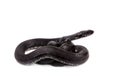 Dice snake, Natrix tessellata, on white