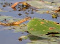 The dice snake Natrix tessellata looking at frog as potential dinner. Royalty Free Stock Photo