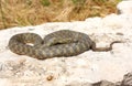Dice snake resting in sun light