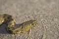 Dice snake on sand Royalty Free Stock Photo
